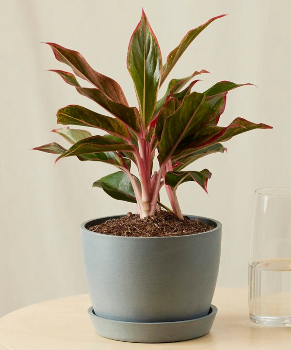 Aglaonema Siam