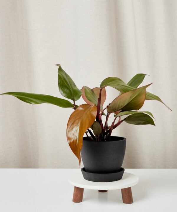 Philodendron Rojo Congo
